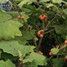 Fresh Orange Naranjilla Solanum Quitoense Fruit Seeds 100 Seeds / Pack Edible