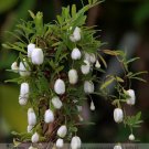 Fresh White Apple berry Vine Seeds 10 Seeds/Pack Billardiera Longiflora Edible Fruit