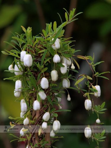 Fresh White Apple berry Vine Seeds 10 Seeds/Pack Billardiera Longiflora Edible Fruit