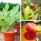 Fresh Prickly Pear Sweet Nutritous Cactus Edible Seeds