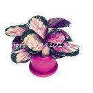 Fresh Thailand Caladium Rainbow Seeds