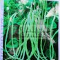 Fresh 3 Original Packs 20g pack American No bracket Cowpea Seeds