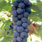 Fresh Black Orin Sweet Grape Fruit Seeds 15 Seeds/Pack Tasty Fragrant Juicy Grape
