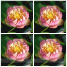 Fresh Double Pink Nelumbo Nucifera Lotus Flower Seeds 1 Seeds Fragrant Lotus Flower