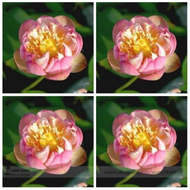 Fresh Double Pink Nelumbo Nucifera Lotus Flower Seeds 1 Seeds Fragrant Lotus Flower