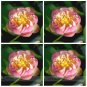 Fresh Double Pink Nelumbo Nucifera Lotus Flower Seeds 1 Seeds Fragrant Lotus Flower