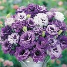 Fresh 30 SEEDS PURPLE SHADES MIX LISIANTHUS FLOWER