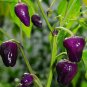 Fresh Black Scorpion Tongue Chili Pepper Seeds 50 Seeds/Pack Edible Hard to find