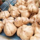 Fresh Sweet Potato Jicama/Yam Bean Garden Fruits and Vegetables Seed Pot Courtyard