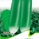 Fresh Green Radish Seeds Original Pack 50 Seeds / Pack Heirloom Vegetables #C026