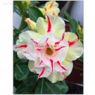 Fresh Light Yellow White Adenium Obesum Desert Rose Red Strip 2 Seeds double petals