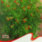 Fresh 1 Original Pack 6 seeds / pack Lucid Asparagus Chinese Herbs Seeds #E012