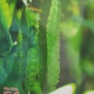 Fresh Winged Bean Seeds Original Pack 3 Seeds/Pack Chinese Asparagus Pea Vegetables