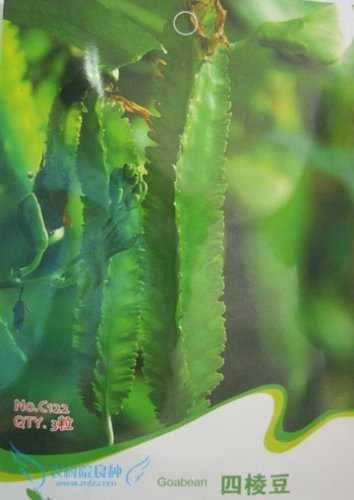 Fresh Winged Bean Seeds Original Pack 3 Seeds/Pack Chinese Asparagus Pea Vegetables