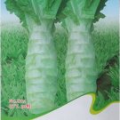 Fresh Chinese Green Asparagus Lettuce Seeds 30 Seeds/Pack Chinese Vegetables