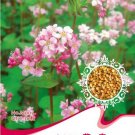 Fresh 10 Packs Buckwheat Seeds Edible Green Herb Foods Households