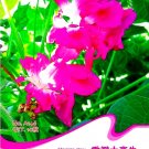 Fresh Multi petalled Purple Morning Glory Ipomoea Annual Flower 10 Seeds Climbing