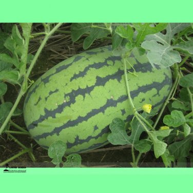 Fresh Green Skin Long Red Watermelon Wu Gu Seeds 20 Seeds