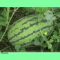 Fresh Green Skin Long Red Watermelon Wu Gu Seeds 20 Seeds