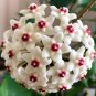 Fresh Hoya Seeds