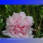 Fresh  Wan Shi Sheng Se Pink Multi petalled Peony Tree Flower Seeds 5 Seeds/Pack