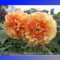 Fresh  Huang Jin Cui Golden Red Peony Seeds 5 Seeds/Pack Light Fragrant Flowers