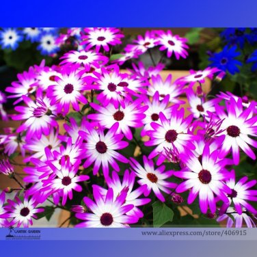 Fresh White Red Bellis Perennis Daisy Flower Seeds 30 Seeds/Pack Long Blooming Flowers