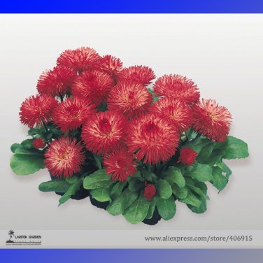 Fresh Dark Red Daisy Bellis Perennis Flower Seeds 30 Seeds/Pack Little Daisy