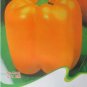 Fresh Orange Bell Pepper Seeds 8 Seeds/Pack Sweet Capsicum Vegetable Seeds