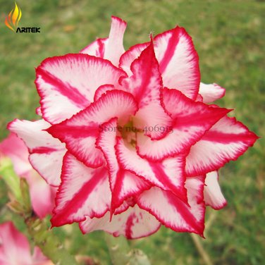 Fresh Heirloom Color Butterfly Desert Rose White Red Adenium 2 Seeds Flowers