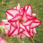 Fresh Heirloom Color Butterfly Desert Rose White Red Adenium 2 Seeds Flowers