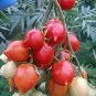 Fresh Geranium Kiss Tomato Seeds Professional Pack 300 Seeds / Pack Heirloom Tomato