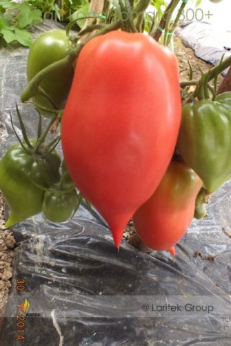 Fresh Korean Long Tomato Seeds 300 Seeds / Pack Heirloom Vegetables Seed