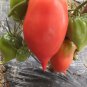 Fresh Korean Long Tomato Seeds 300 Seeds / Pack Heirloom Vegetables Seed