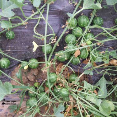 Fresh Green Skin Red Sweet Mini Round Watermelon Juicy Seeds 20 Seeds/Pack 18% Sugar