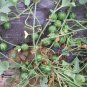 Fresh Green Skin Red Sweet Mini Round Watermelon Juicy Seeds 20 Seeds/Pack 18% Sugar
