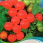 Fresh Red Dwarf Tomato Chong Ming Seed 30 Seeds/Pack Sweet Little Tomato