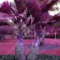 Fresh Japan Bottle Palm Tree Seeds