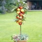 Fresh 10 Seeds/Pack Red Apple Tree serious FRAGRANT SWEET CRISP Seeds