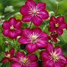 Fresh Clematis Dark Red with Rose Pink Stripes Seeds