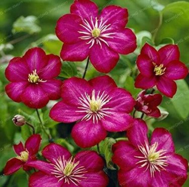 Fresh Clematis Dark Red with Rose Pink Stripes Seeds