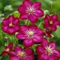 Fresh Clematis Dark Red with Rose Pink Stripes Seeds