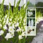 Fresh White Gladiolus Bulbs