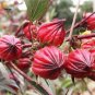Fresh Chinese Hibiscus sabdariffa Roselle Herbal Professional Pack 20PCS / Pack Seeds