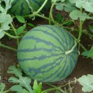 Fresh Dark Green Skin Red Watermelon Tian Chang Seed 20 Seeds