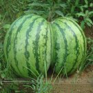 Fresh Green Skin Red Sweet Watermelon Twins Seeds 20 Seeds Juicy 13% Sugar Melon Fruit