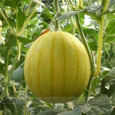 Fresh Yellow Skin Yellow Sweet Round Watermelon Wu Feng Seeds 20 Seeds Juicy 12% Sugar