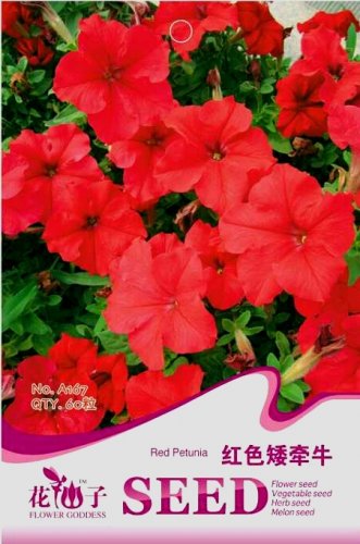 Fresh Red Petunia Hybrida Annual Flower Seeds 60 Seeds/Pack Long Blooming Flower