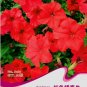 Fresh Red Petunia Hybrida Annual Flower Seeds 60 Seeds/Pack Long Blooming Flower