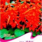 Fresh Scarlet Sage Short Red Salvia Flower 30 Seeds